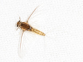 Caenis robusta